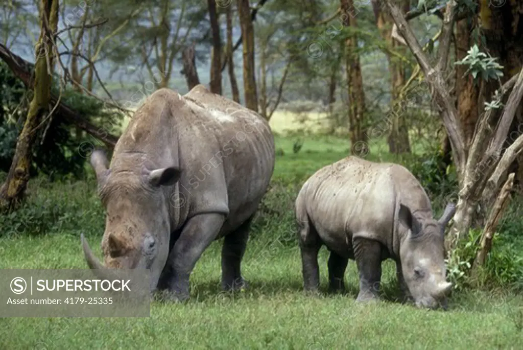 White Rhinoceros w/ young (Ceratotherium simum) female Lake Nakuru Natl Park, Kenya