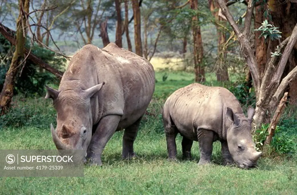 Adult female White Rhinoceros and baby grazing at the edge of woodland in Nakuru National Park, Kenya, Africa