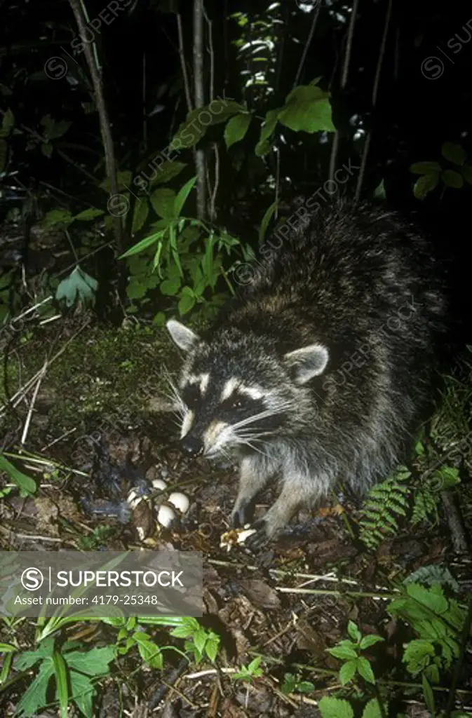 Raccoon (Procyon lotor), USA, robbing Bird's Nest