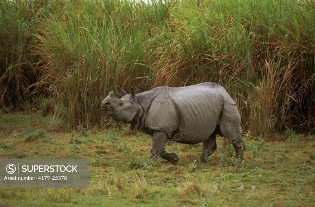 One Horn Indian Rhino Trots (Rhinoceros unicornis) Kazaringa NP, Assam, India
