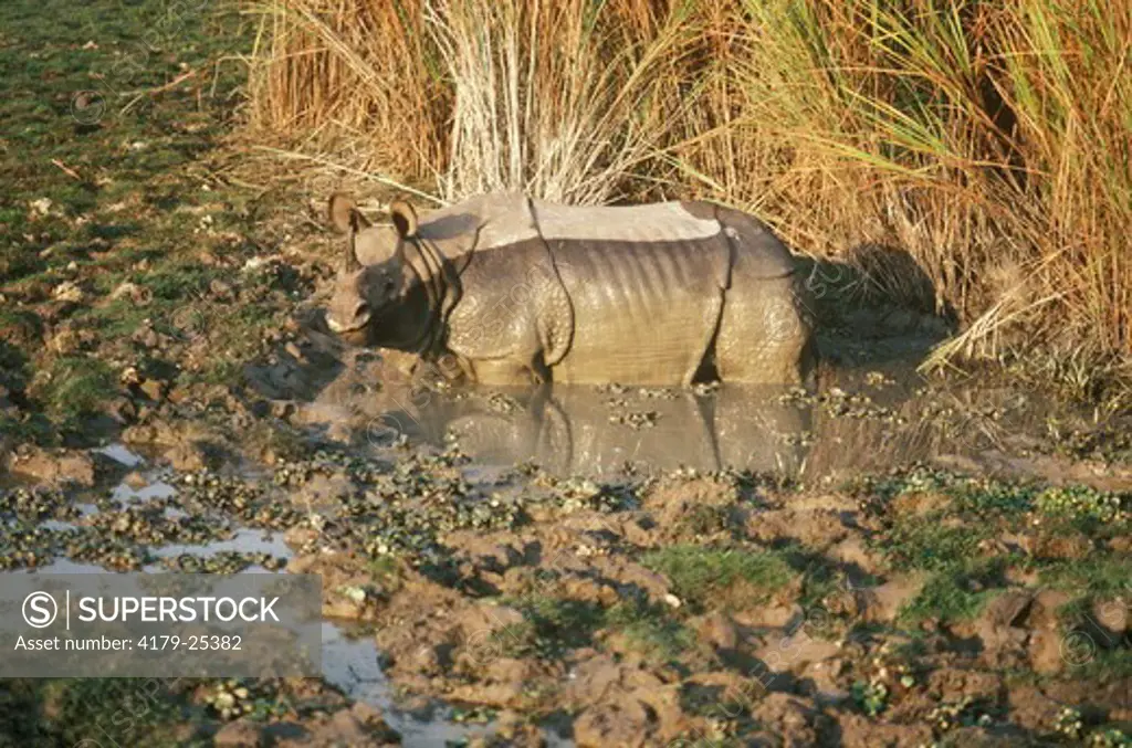 One Horned Rhinoceros (Rhinoceros unicornis) Kaziranga NP/Assam, India