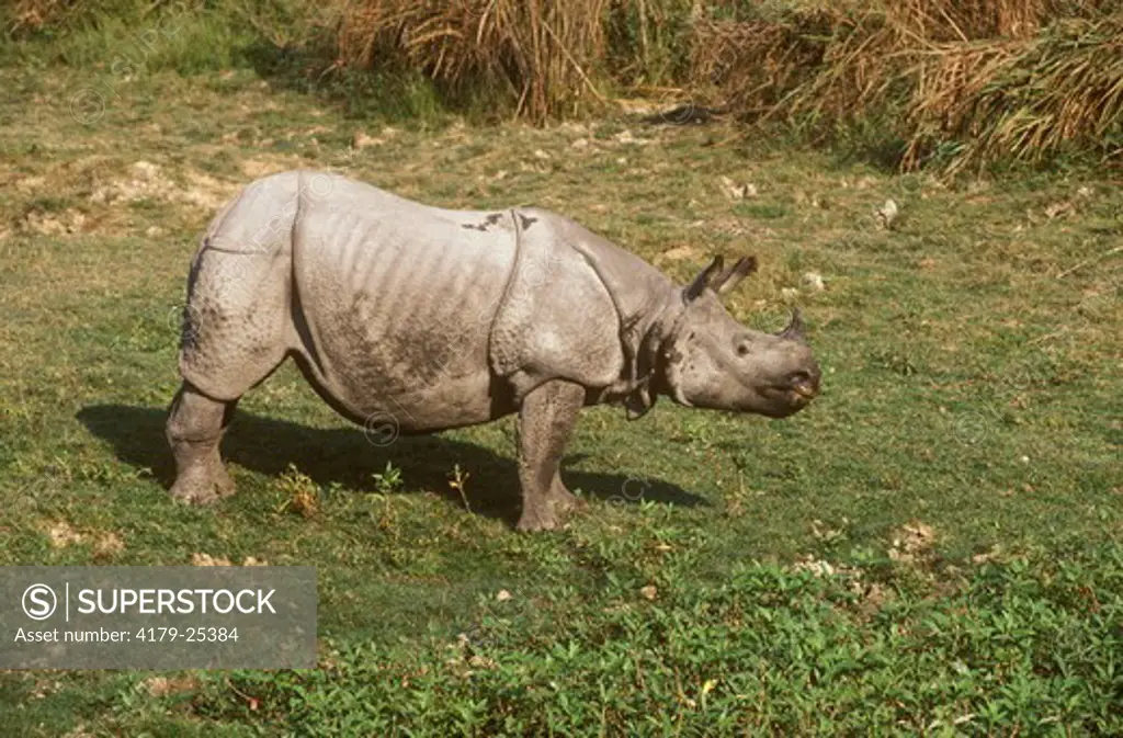Rhinoceros, One Horned Indian (Rhinoceros unicornis) Assam Kaziranga Natl Park NE India