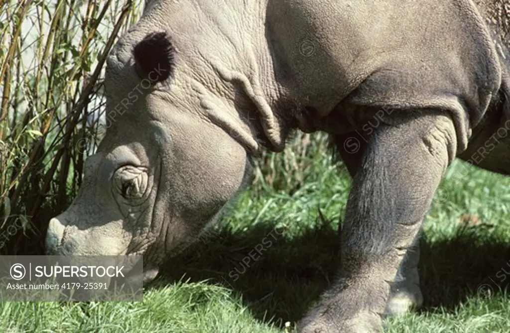 Sumatran Rhinoceros (Dicerorhinus sumatrensis) San Diego Zoo/CA