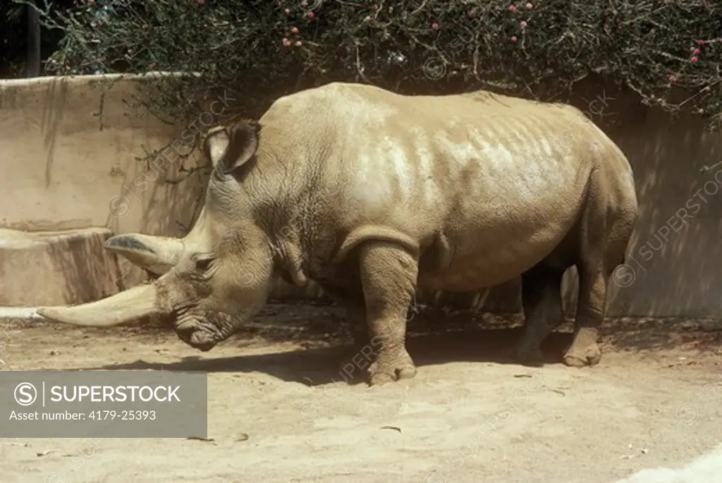 Northern White Rhino (Ceratotherium simum cottoni) San Diego Zoo/CA