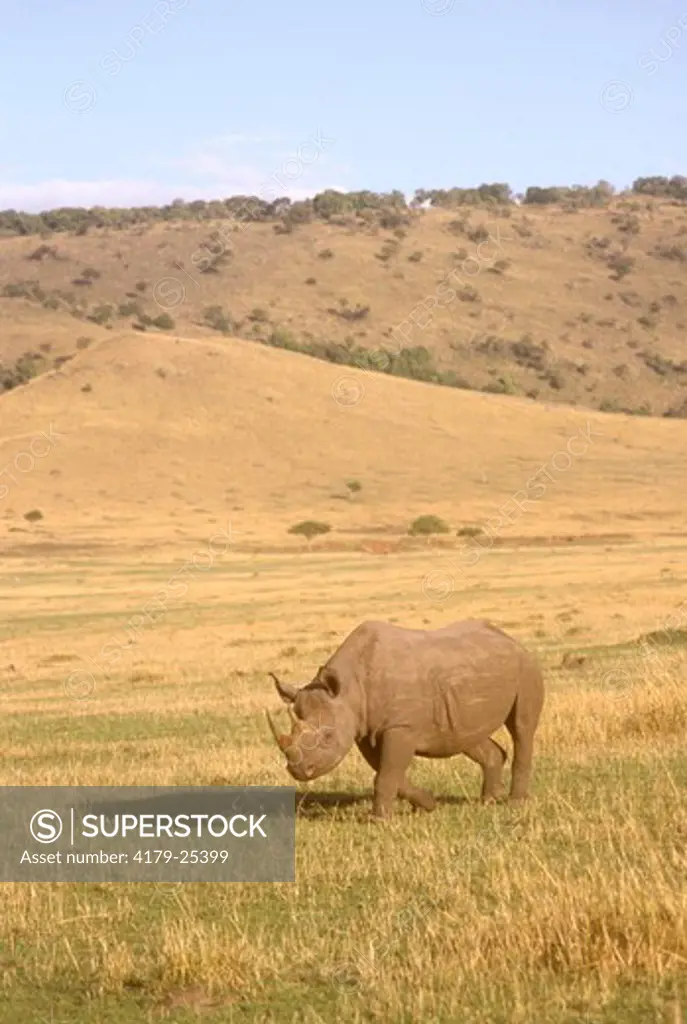 Black Rhinoceros (Diceros bicornis), Masai Mara GR, Kenya