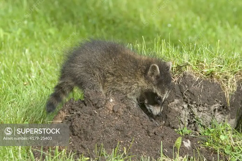Raccoon baby - digging (Procyon lotor) captive Minn.wildlife Connection