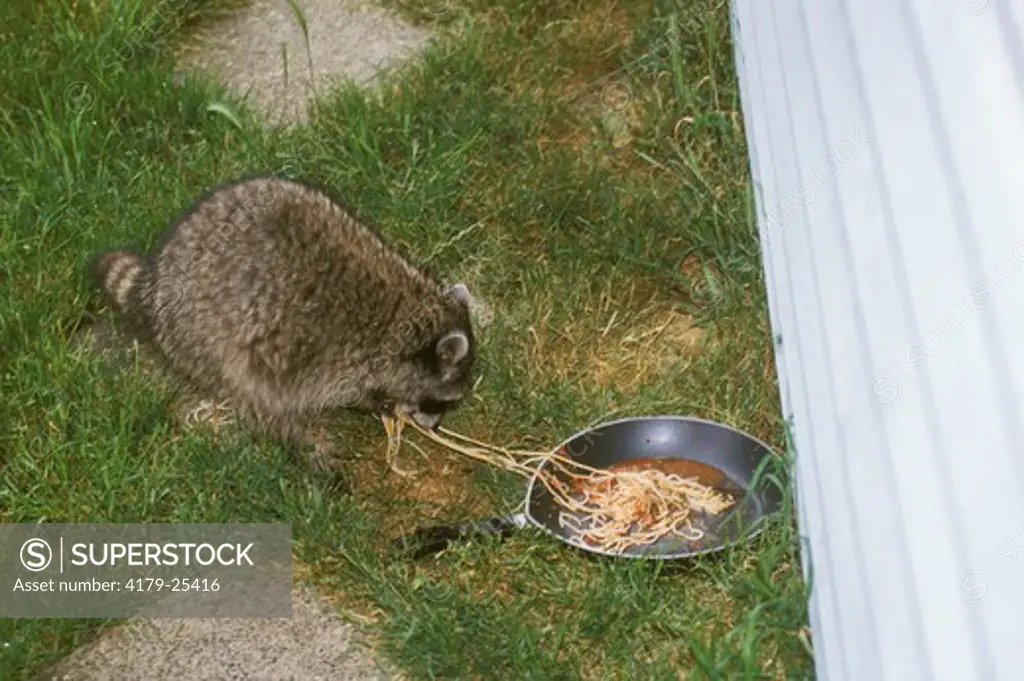 Raccoon steals Dog's Spaghetti & Meat Sauce, Discovery bay, WA