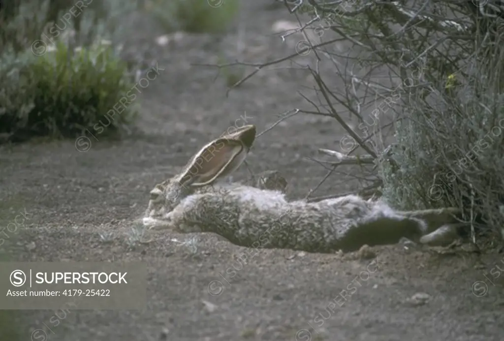 Blacktail Jack Rabbit (Lepus californicus) Petrified Forest NP, Arizona