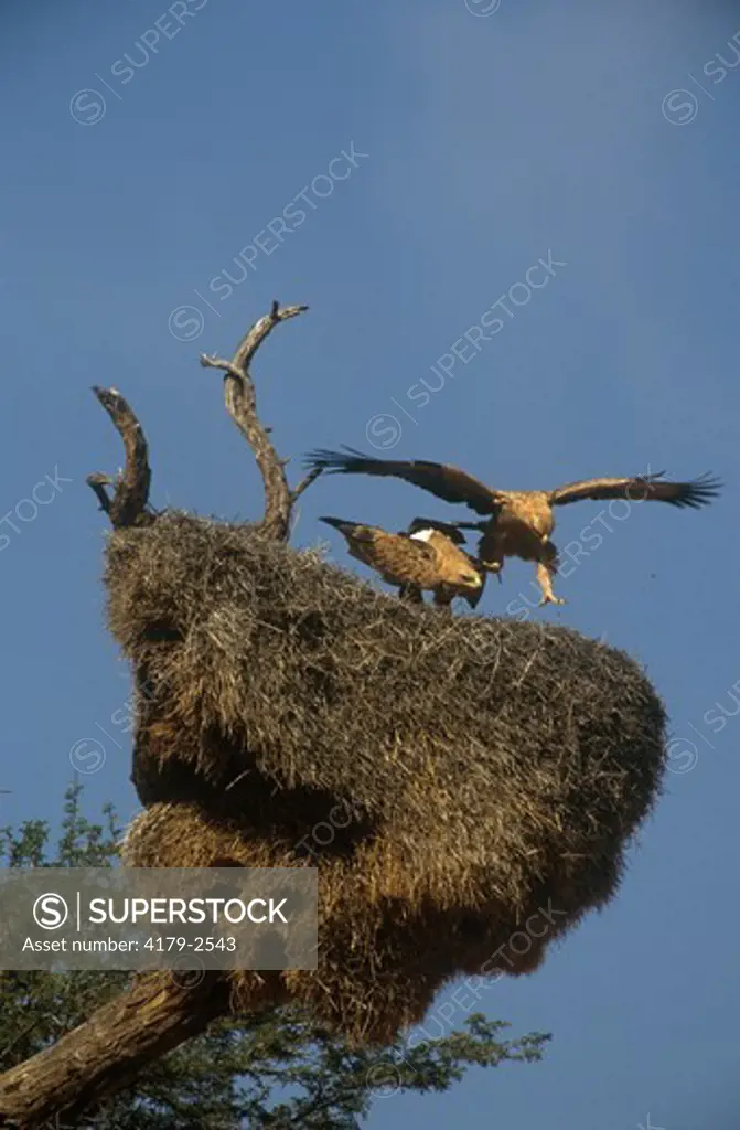Tawny Eagle (Aquila rapax) Kalahari Gemsbok Park, S.A.