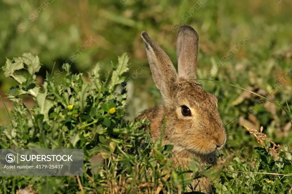 Cottontail Rabbit (Sylvilagus sp.) hiding in grass.  Custer State Park, SD