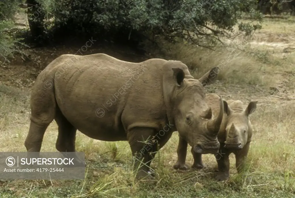 White Rhinoceros & Calf (Ceratotherim simum simum) Mkuzi Game Reserve