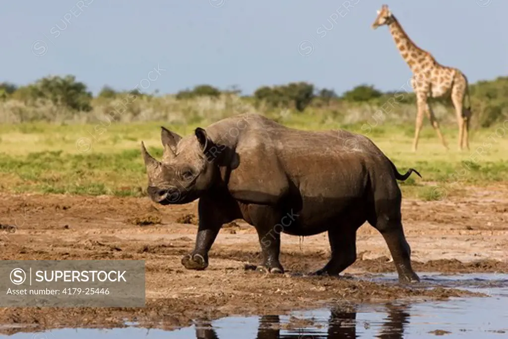 Black Rhino (Diceros bicornis) leaving waterhole and Giraffe (Giraffa camelopardelis) arriving