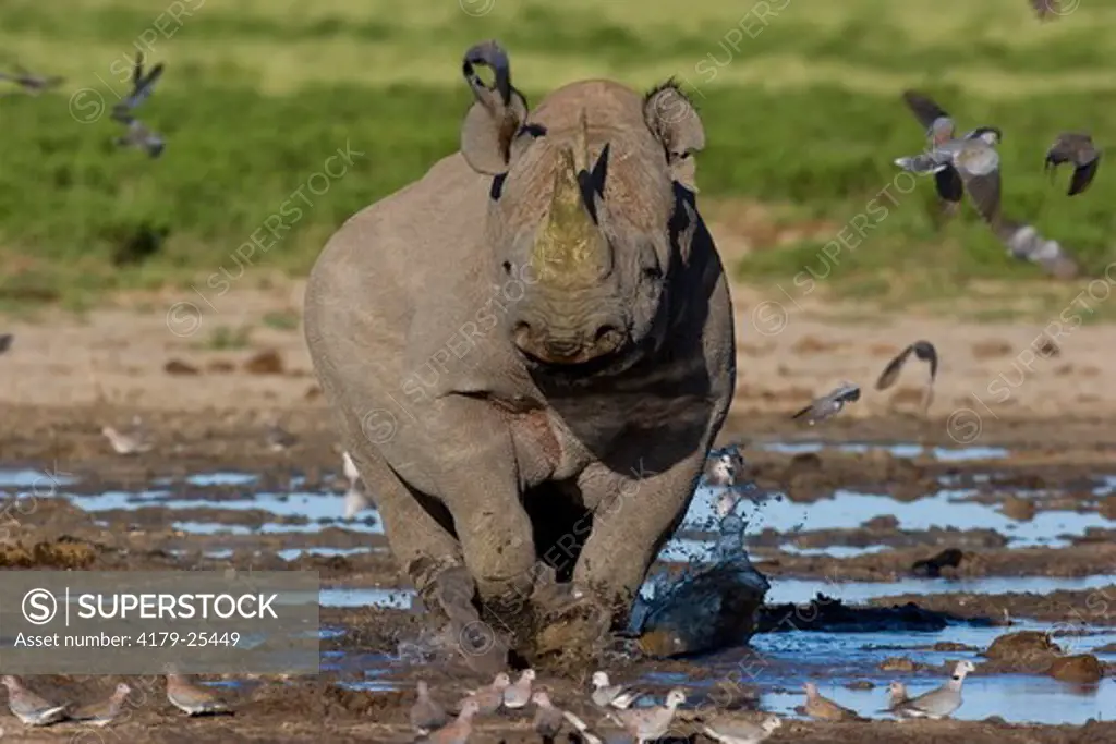 Black Rhino (Diceros bicornis) walking through water
