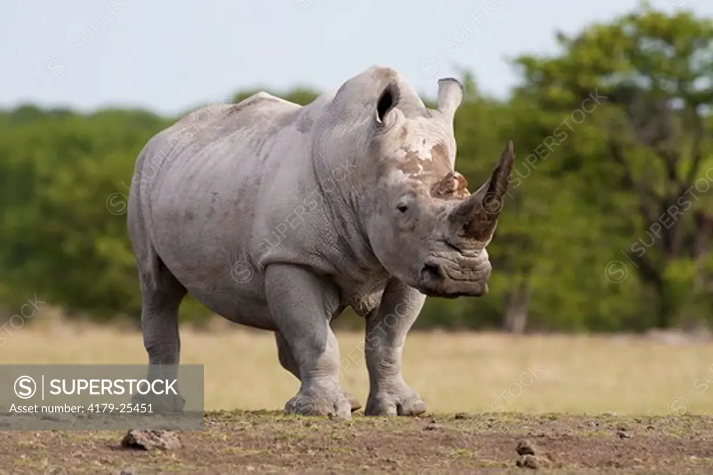 White Rhino / Square lipped Rhino (Ceratotherium simum)