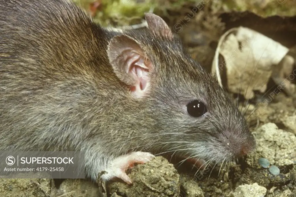 Norway Rat  (Rattus norvegicus)