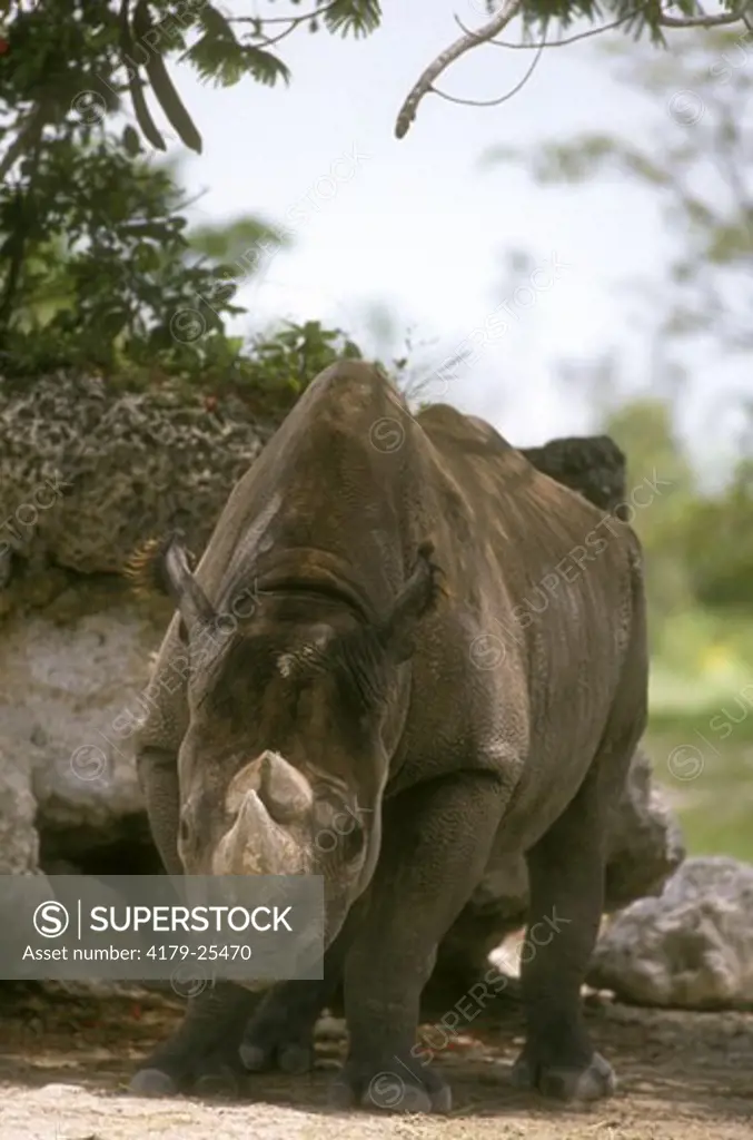 Black Rhinoceros (Diceros bicornis) Sub-Saharan Africa, Endangered (USESA), CITES I, Critically Endangered (IUCN)