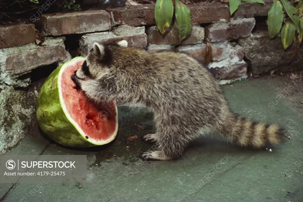 Young Raccoon with Watermelon, Connecticut