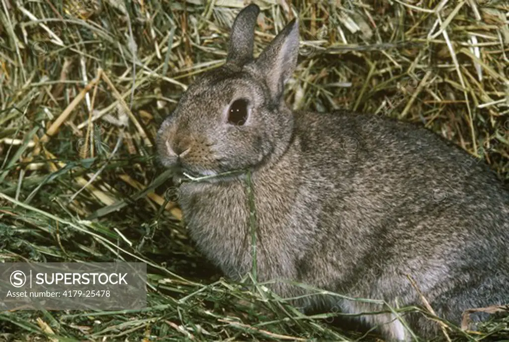 Netherland Dwarf Rabbit Agouti Howell, New Jersey