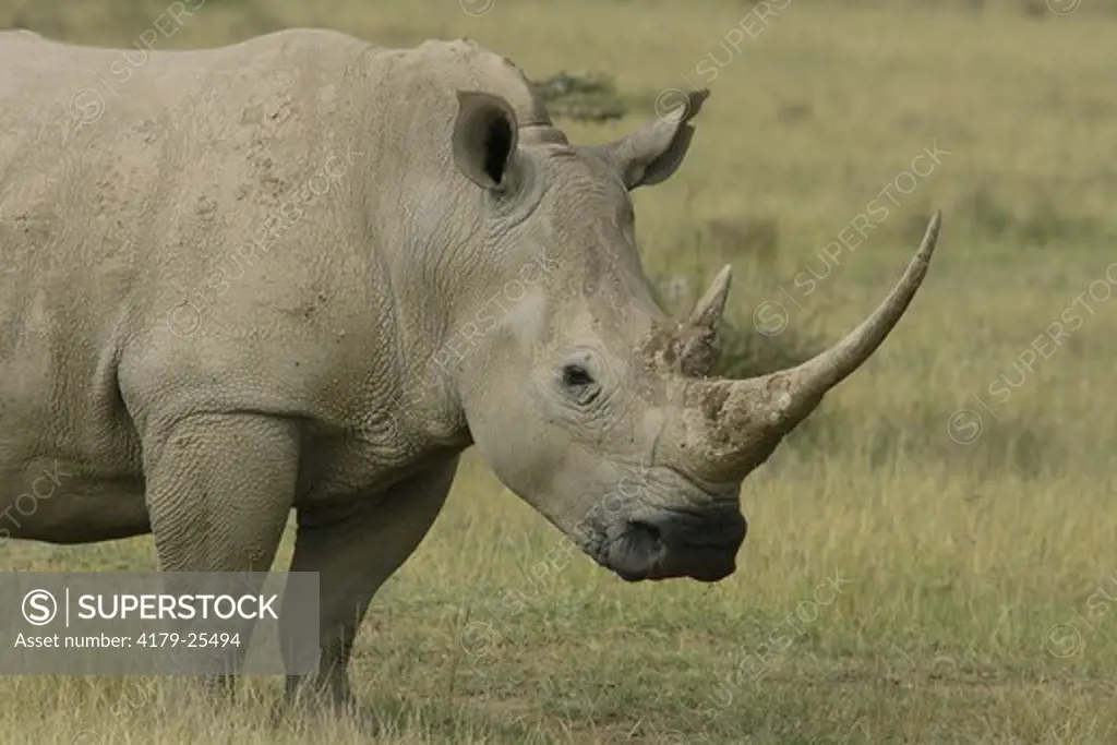Wide-mouthed Rhinoceros (Ceratotherium simum) Kenya