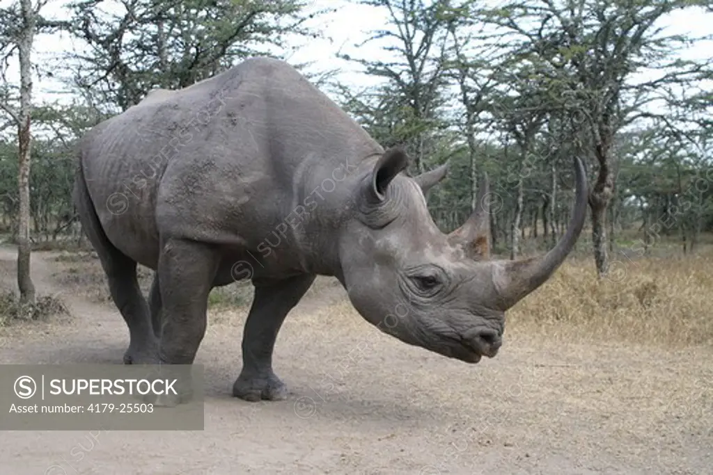 Black Rhinoceros (Diceros bicornis) Kenya