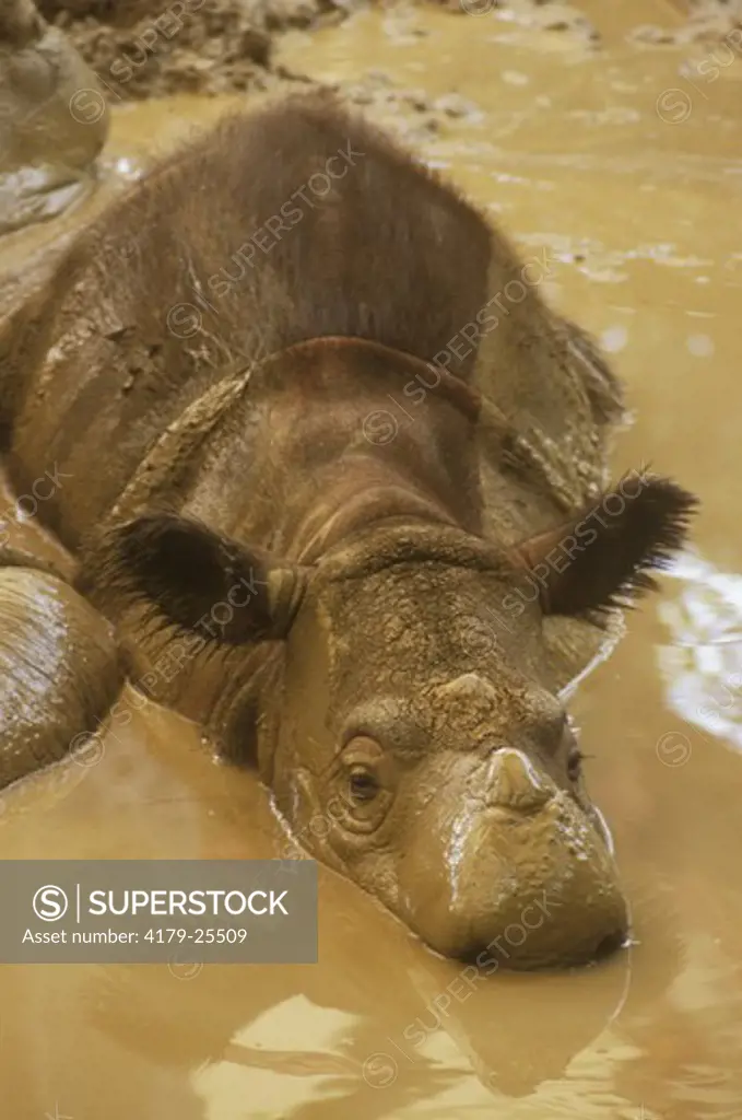 Young Sumatran Rhino in Mud Wallow, Cincinnati Zoo (Dicerorhinus sumatrensis)