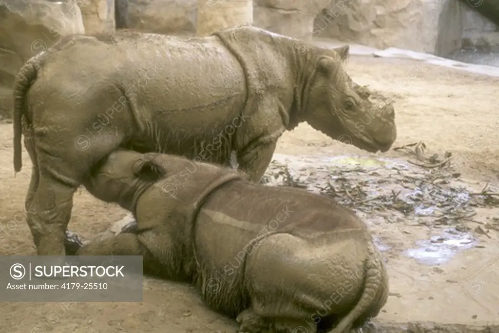Sumatran Rhino nursing Young, Cincinnati Zoo, Mom: Emi, Calf: Suci, 1 yr old (Dicerorhinus sumatrensis)
