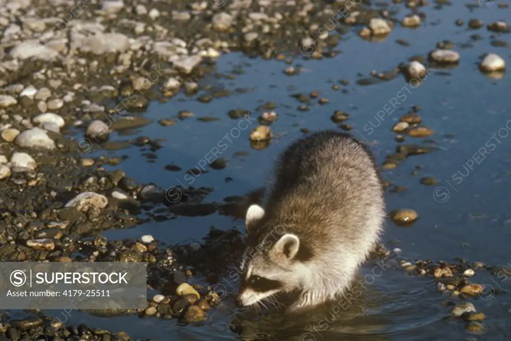 Raccoon    (Procyon lotor) Looking for Food at River Edge/White River, Vermont