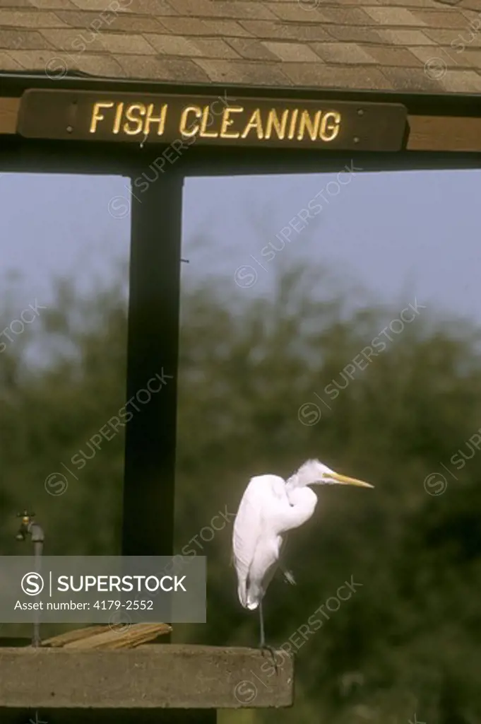 Great or American Egret (Casmerodius albus) at Fish Cleaning Station, S. TX, Texas sign