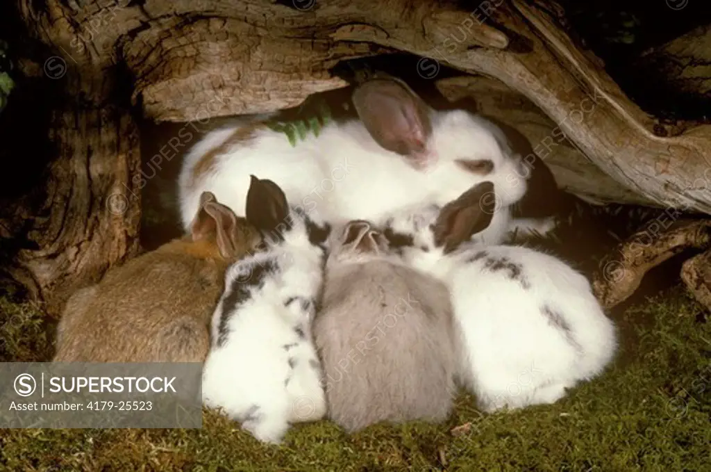 Four baby rabbits nursing