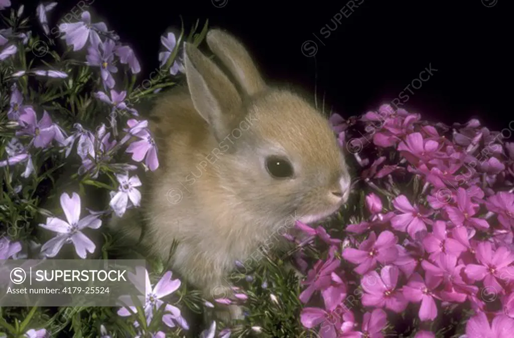 Dwarf Rabbit - Domestic