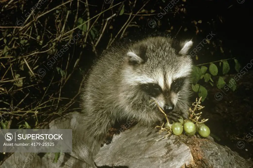 Raccoon eating Grapes