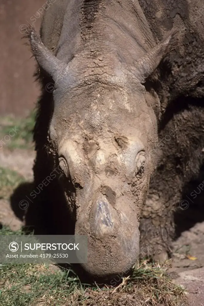Sumatran Rhino aka Asiatic Two Horned Rhino (Dicerorhinus sumatrensis)
