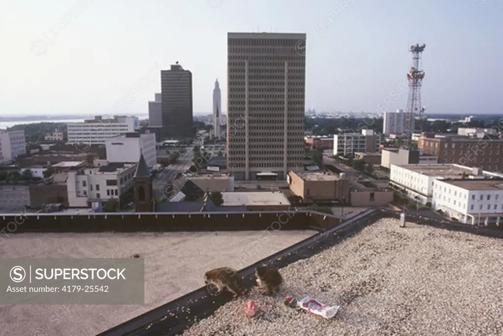 Raccoons on top of building (Procyon lotor) Baton Rouge, Louisiana