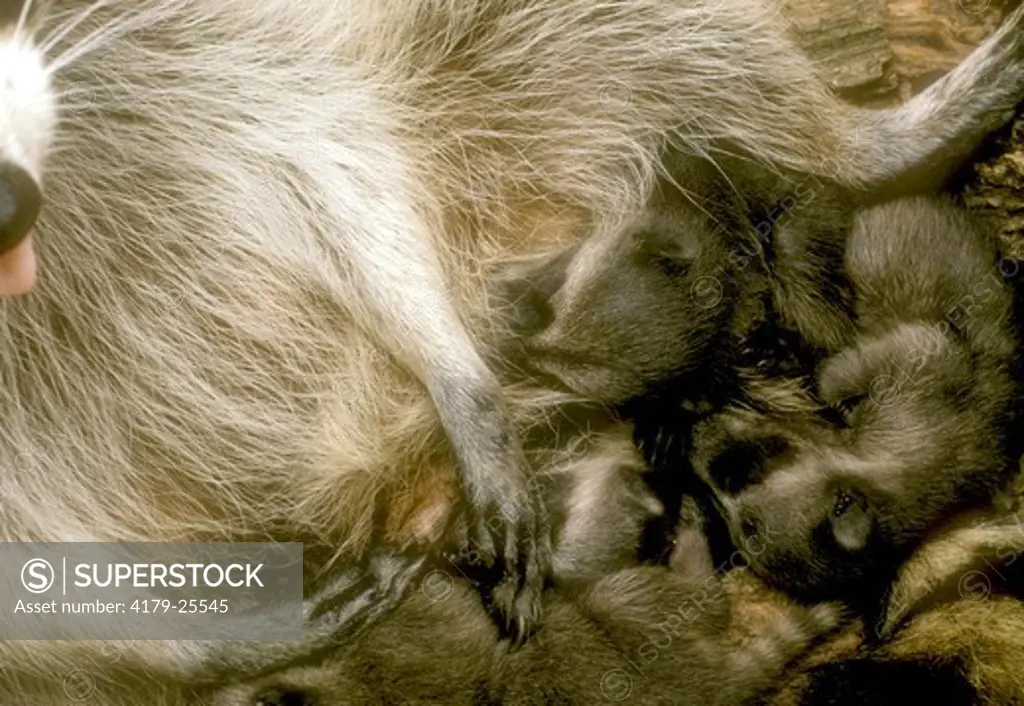Raccoons Nursing (Procyon lotor) 3 Weeks Old/LA