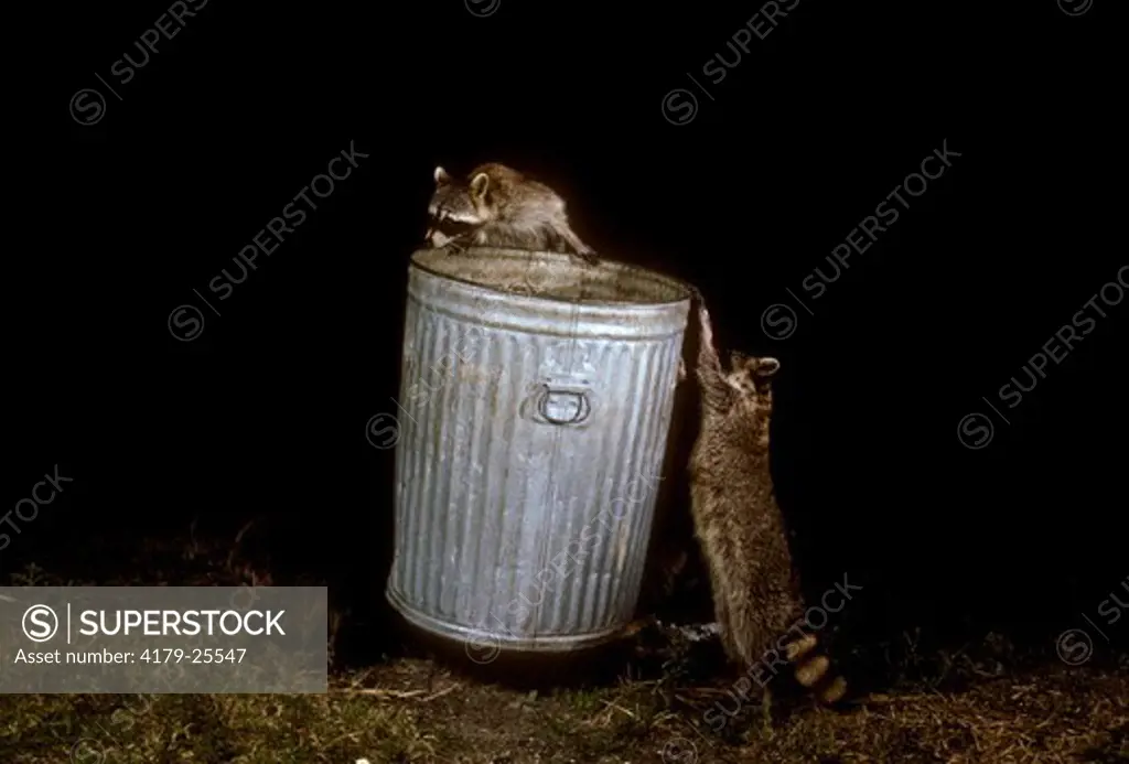 Citified Raccoons in Garbage Can  (Procyon lotor)  FL