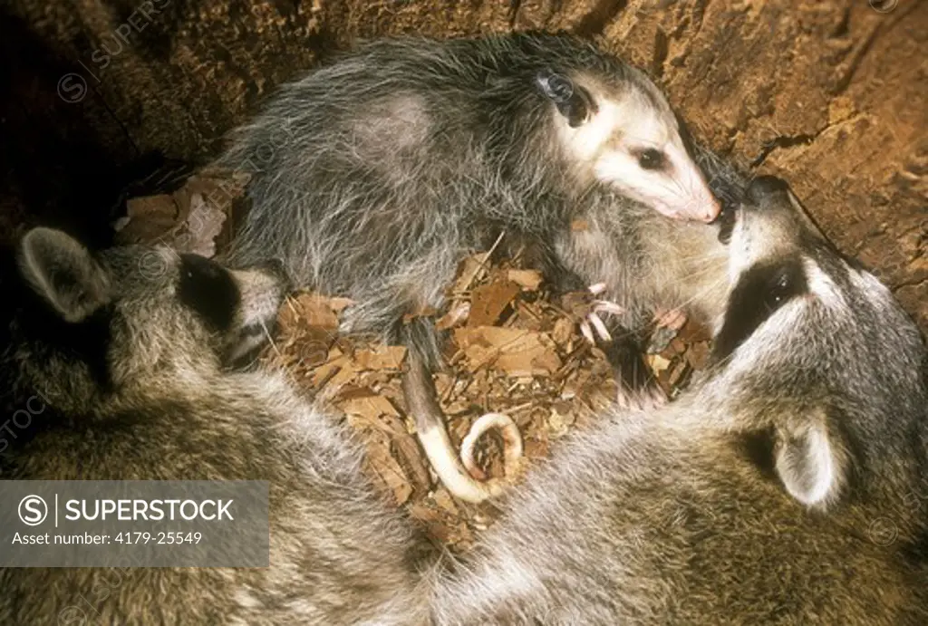 Raccoon and Opossums in Tree Cavity Den, Baton Rouge, LA different