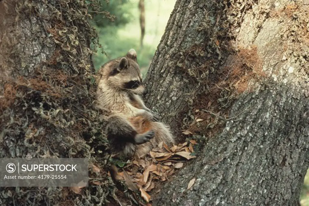 Young Raccoon resting in tree, Atchafalaya Basin , Louisiana