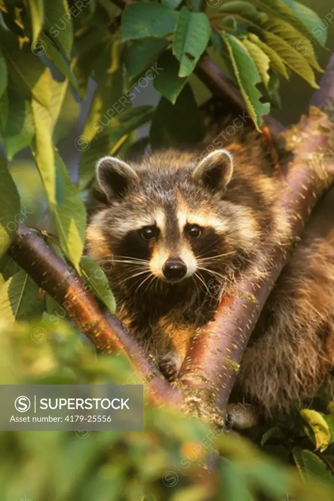 Raccoon in Cherry Tree (Procyon lotor) Eliot Maine in June