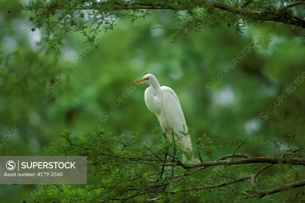Great Egret/Breeding Plumage (Casmerodius albus) Lake Martin, LA, Louisiana