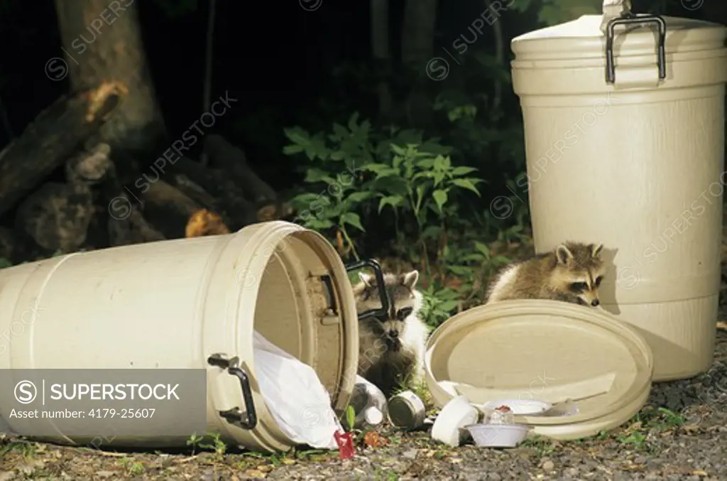 Raccoon raiding trash can (Procyon lotor) PA, Pennsylvania