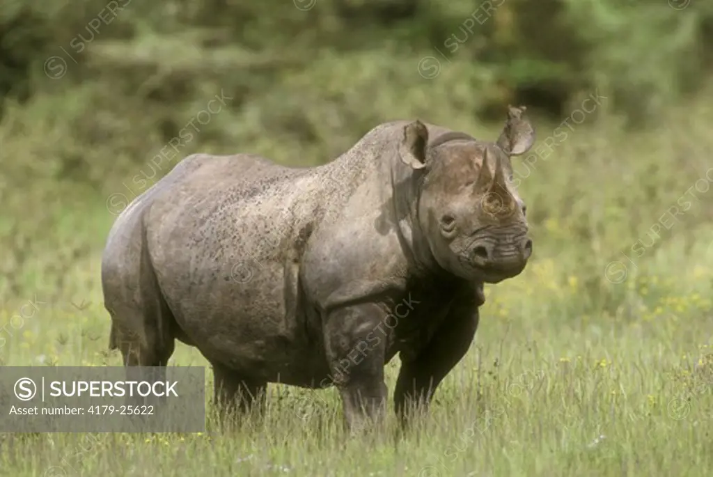 Black Rhinoceros (Diceros bicornis) Lake Nakuru NP, Kenya