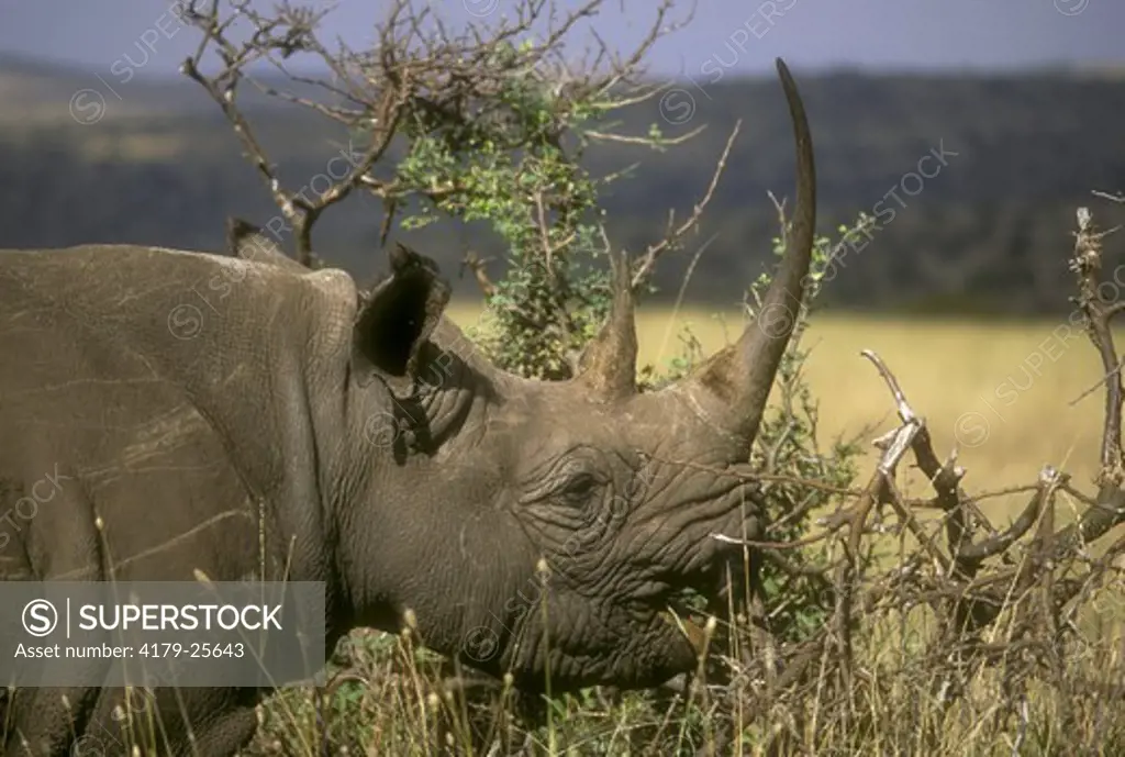 Black Rhino browsing (Balanites egyptica) Lewa Downs - Kenya   female