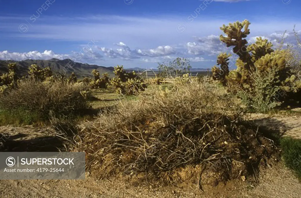 Desert Woodrat or Packrat Nest in Cholla Garden (Neotoma lepida), Joshua Tree NP, CA