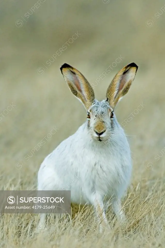 White-tailed Jack Rabbit Lepus townsendii