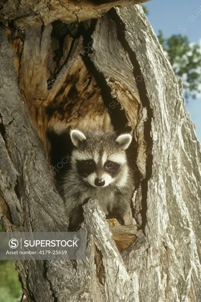 Young Raccoon  (Procton lotor) West S.D.