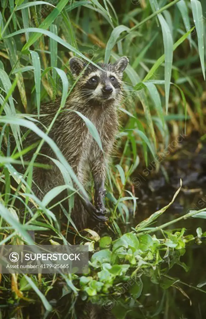 Raccoon (Procyon lotor) standing on hind legs, Myakka River S.P., FL