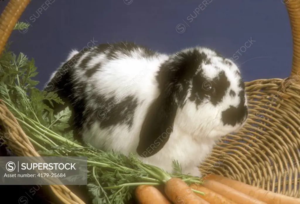 Rabbit Holland Lop-eared (Broken Black) Bunny in basket w/ carrots