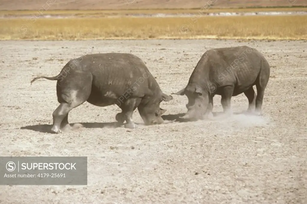 Black Rhinoceros male fighting - Africa