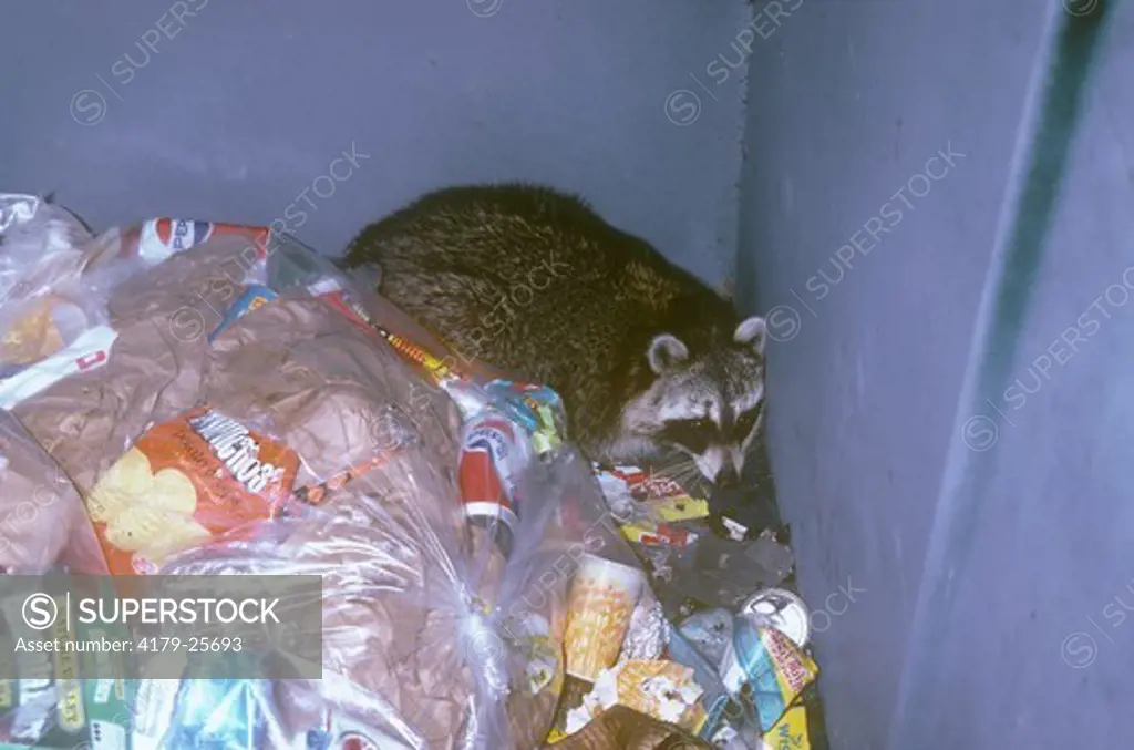 Raccoon in Dumpster (Procyon lotor) - Everglades NP/FL