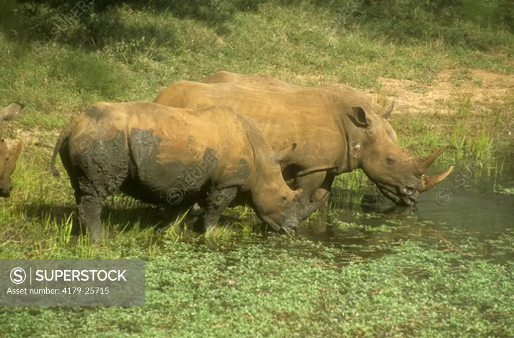 White Rhinoceros with Young drinking (Ceratotherium simum), Natal, South Africa